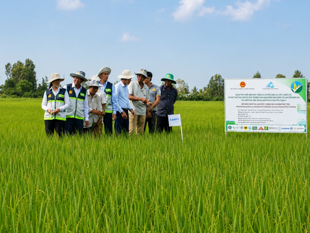 An Giang mở rộng hơn 150.000 ha lúa chất lượng cao, phát thải thấp