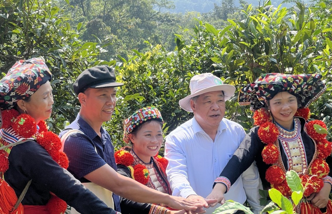 bao ton gia tri che shan tuyet co thu theo huong ket hop khoa hoc phat trien huu co