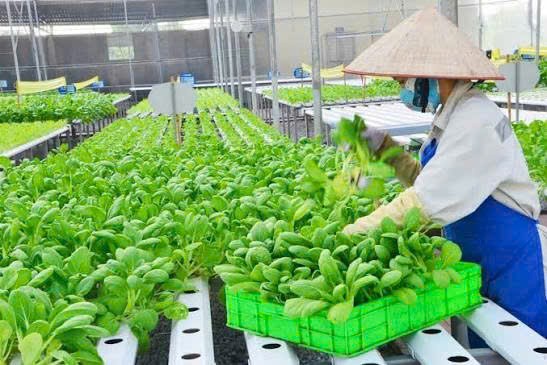 Cải cách thủ tục, kiến tạo động lực mới cho ngành trồng trọt