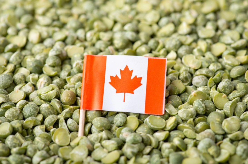 Trung Quốc áp biện pháp chống bán phá giá với tinh bột đậu Hà Lan từ Canada