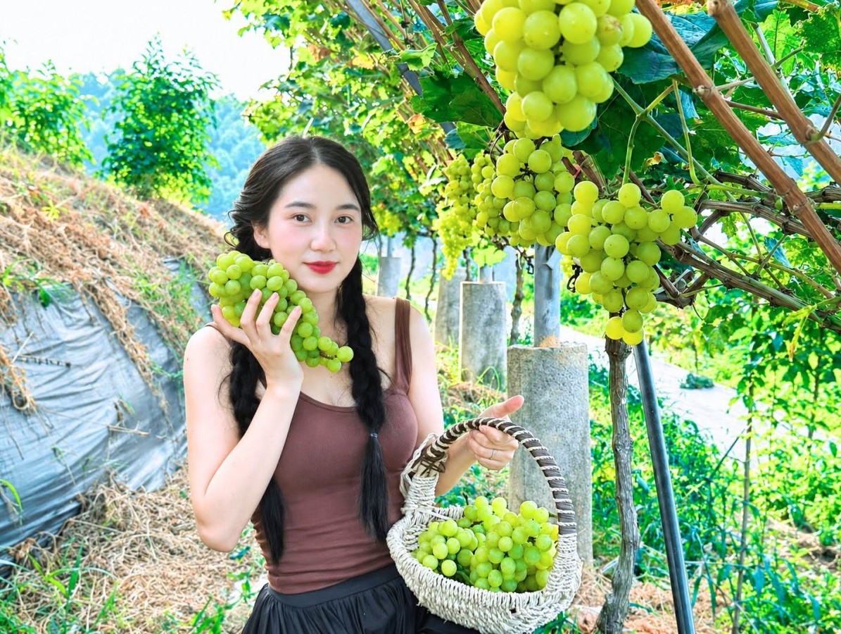 Ngắm “vịnh Hạ Long trên núi”, trải nghiệm hái nho sữa tại hồ Thác Bà