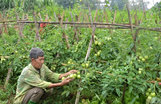 Đánh giá hiệu quả kinh tế và môi trường của mô hình sản xuất rau hữu cơ tại tỉnh Tuyên Quang