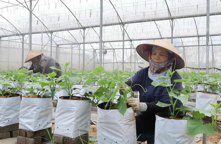 Nhà nước hỗ trợ tối đa 100% kinh phí thông tin, truyền thông khuyến nông