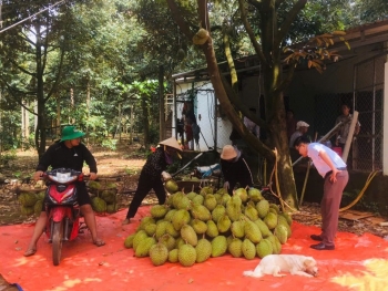 Sầu riêng Đắk Lắk trước nguy cơ "lỡ hẹn" xuất khẩu do chưa có mã số vùng trồng