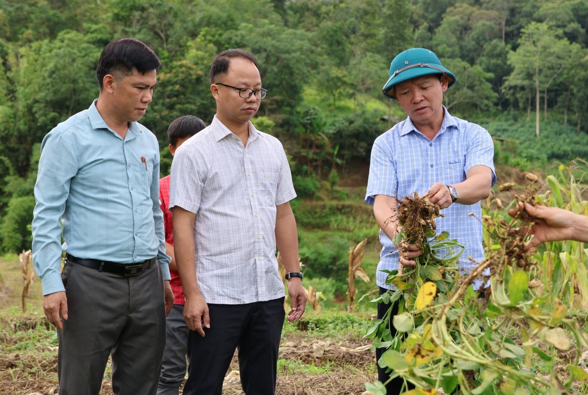 Mô hình lạc hoa và lúa Ngọc Nương mở hướng nâng cao giá trị