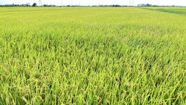 Hưng Yên biến biến đổi khí hậu thành động lực phát triển xanh