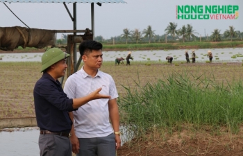 Gian nan hành trình tìm "hộ chiếu” quốc tế cho hạt gạo ruộng rươi đất Cảng