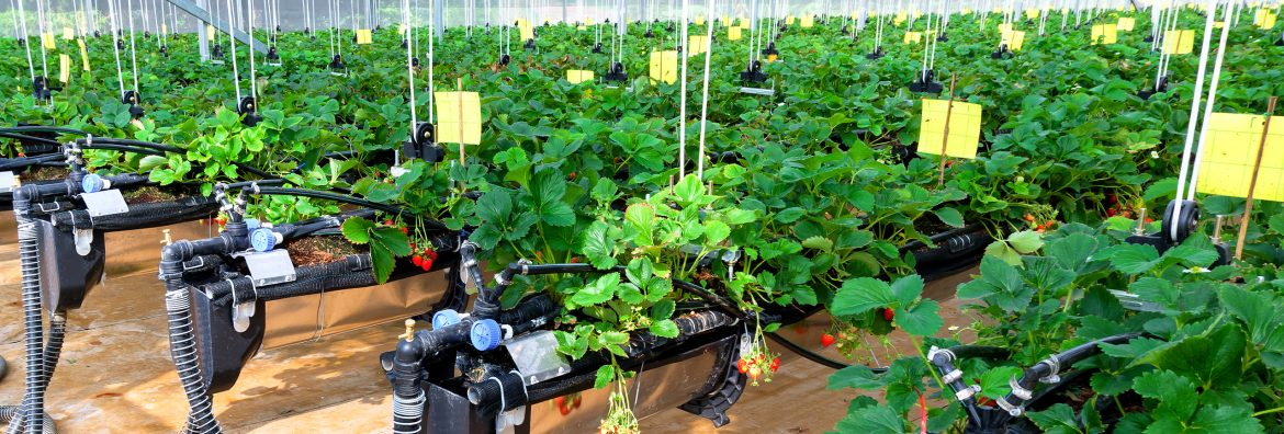 Từ nông nghiệp truyền thống sang nông nghiệp tuần hoàn: Thực trạng, thách thức và giải pháp