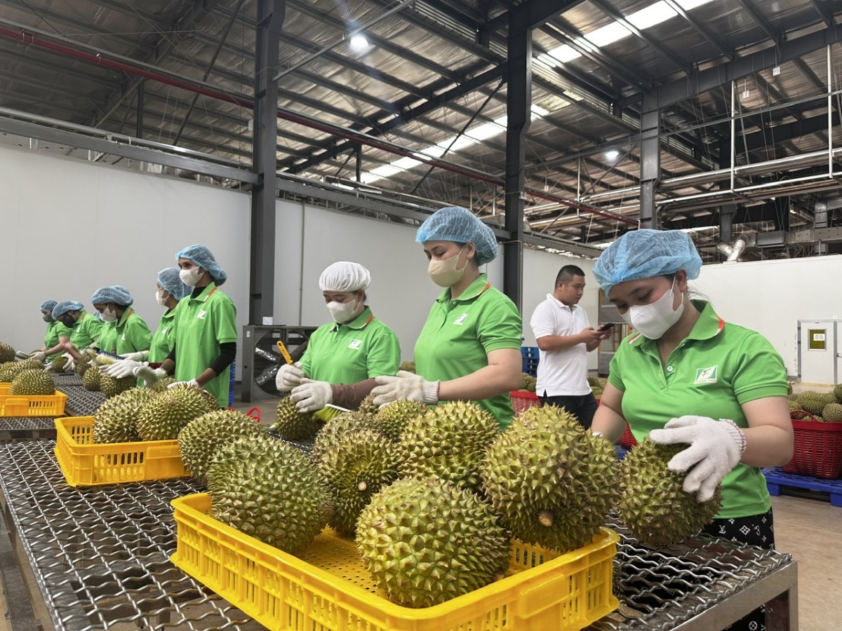 Theo lãnh đạo Bộ Nông nghiệp và Môi trường, đơn giản hóa thủ tục không đồng nghĩa với nới lỏng quản lý hoặc hạ thấp tiêu chuẩn đối với nông sản xuất khẩu.
