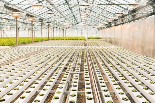 GreenSpring: Công nghệ dinh dưỡng mới giúp tối ưu phát triển bộ rễ cây trồng