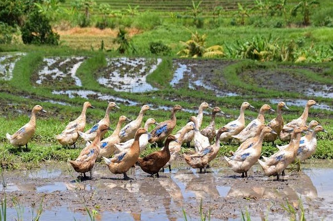 EU điều tra chống bán phá giá thịt vịt Trung Quốc