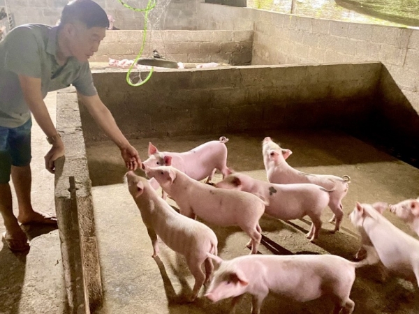 Cao Bằng: Vẫn còn phát sinh dịch bệnh trên đàn gia súc, gia cầm