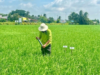 Cần Thơ thúc đẩy canh tác lúa thông minh, hướng đến giảm phát thải