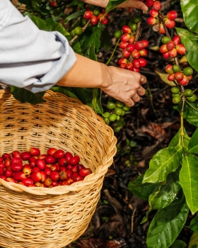 FAO kêu gọi cải tổ chuỗi giá trị để ổn định giá cà phê, ca cao và trà