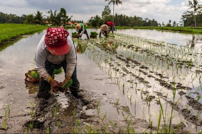 Siêu El Nino đe dọa sản lượng lúa Philippines, nguy cơ giảm tới 30%