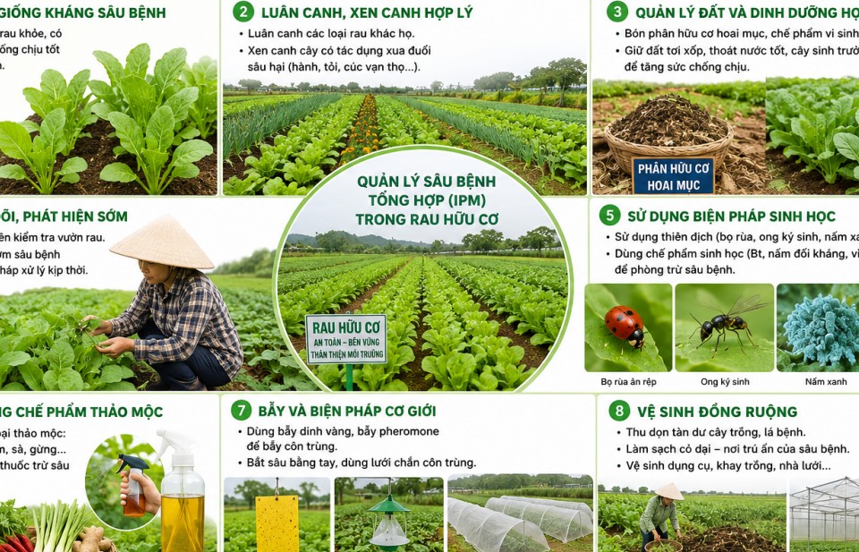 Một số biện pháp quản lý sâu bệnh tổng hợp trong sản xuất rau hữu cơ