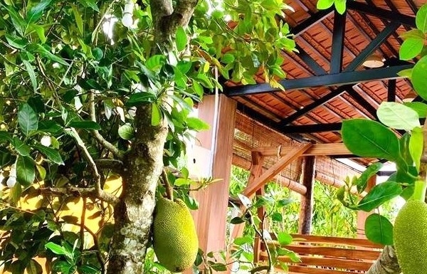 Cải tạo vườn tạp - màu xanh bắt đầu từ mỗi mái nhà