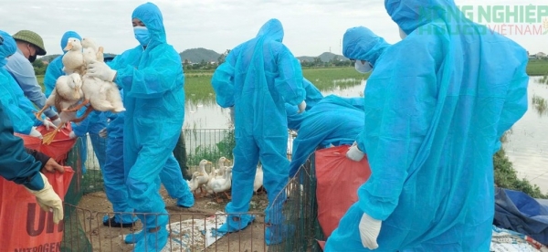 Nghệ An: Xã Hùng Châu khẩn trương triển khai các biện pháp cấp bách phòng, chống dịch cúm gia cầm H5N1
