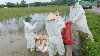 Nghệ An tăng cường phòng chống dịch cúm gia cầm và các bệnh truyền nhiễm trên đàn vật nuôi.