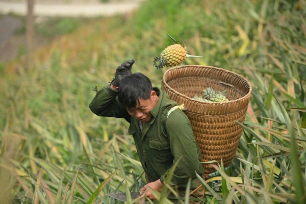 Điện Biên: Xã Na Sang "bứt phá" giảm nghèo nhờ các cây trồng chủ lực