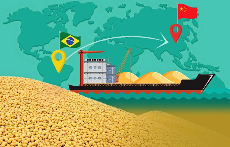 Brazil tiếp tục củng cố vị thế tại thị trường đậu tương Trung Quốc, xuất khẩu từ Hoa Kỳ sụt giảm