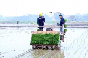Nông dân xã Tây Tiền Hải gieo cấy đạt 90% diện tích lúa mùa