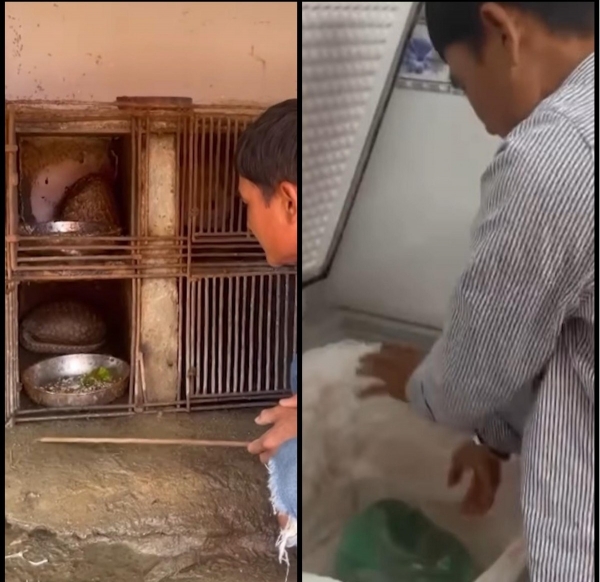 Tăng cường kiểm tra hoạt động mua bán động vật hoang dã trên mạng