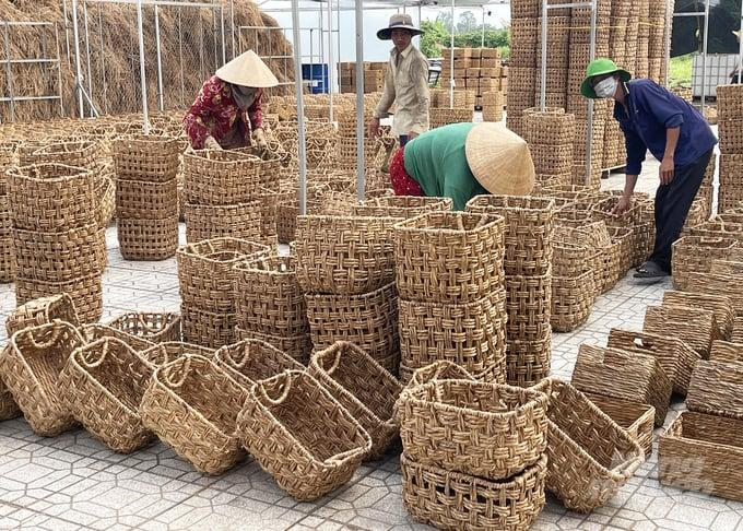 Cỏ bàng Đồng Tháp Mười - Sức sống xanh từ miền đất ngập nước