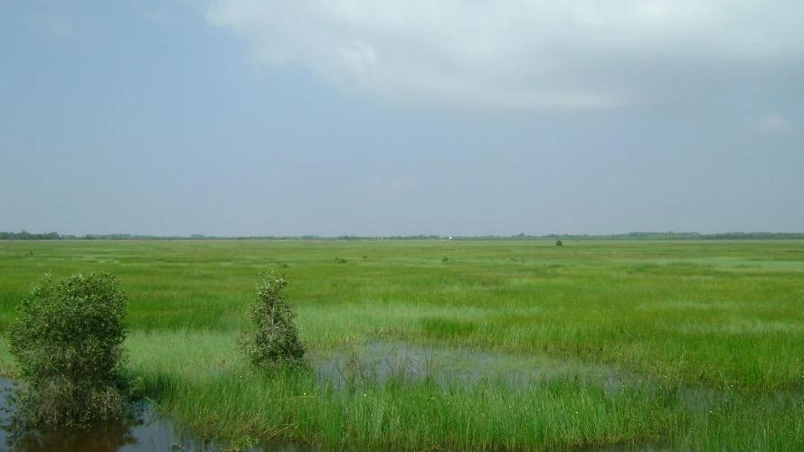 Cỏ bàng Đồng Tháp Mười - Sức sống xanh từ miền đất ngập nước