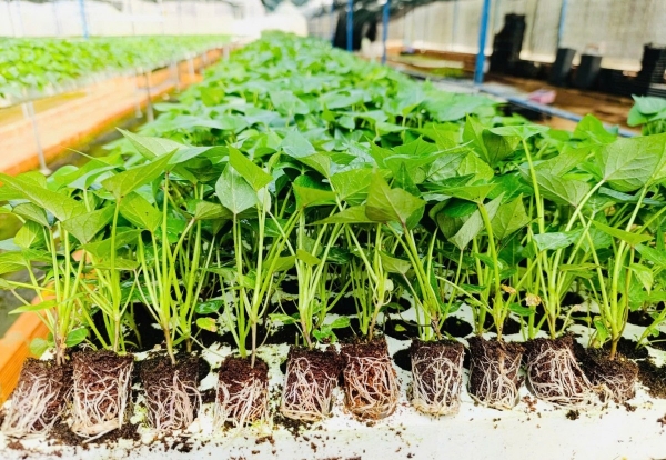 Lâm Đồng cấp phép xuất khẩu hạt giống khoai tây phục vụ nghiên cứu sang Ấn Độ