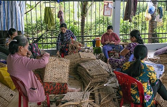 co bang dong thap muoi suc song xanh tu mien dat ngap nuoc