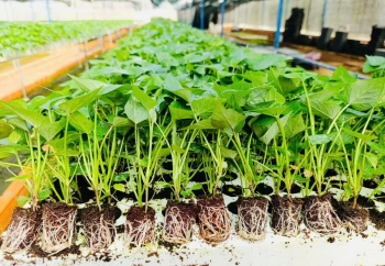 Lâm Đồng cấp phép xuất khẩu hạt giống khoai tây phục vụ nghiên cứu sang Ấn Độ