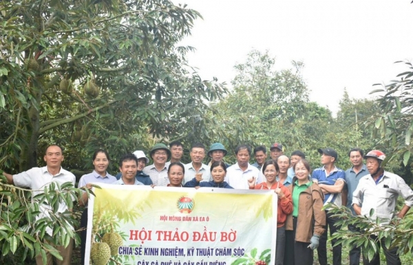 Hướng đi mới từ mô hình nông nghiệp hữu cơ cho cây sầu riêng, cà phê