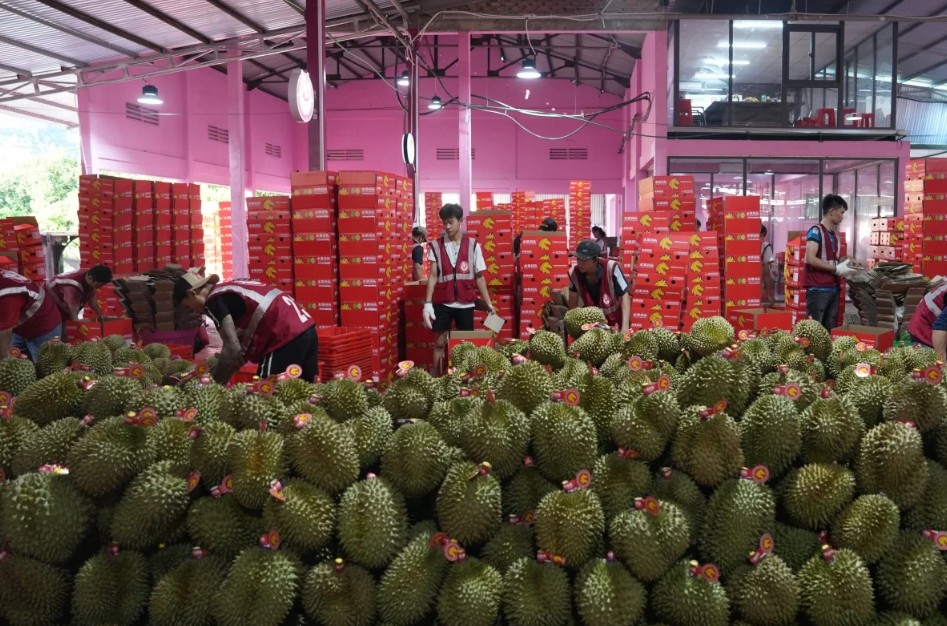 Trung Quốc tăng mạnh nhập khẩu sầu riêng, nguồn cung dư thừa gây áp lực lên nhà vườn Đông Nam Á
