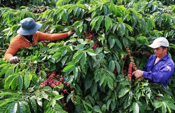 Diện tích sản xuất nông nghiệp hữu cơ ở Lâm Đồng đạt hơn 2 nghìn héc-ta