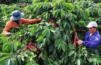 Diện tích sản xuất nông nghiệp hữu cơ ở Lâm Đồng đạt hơn 2 nghìn héc-ta