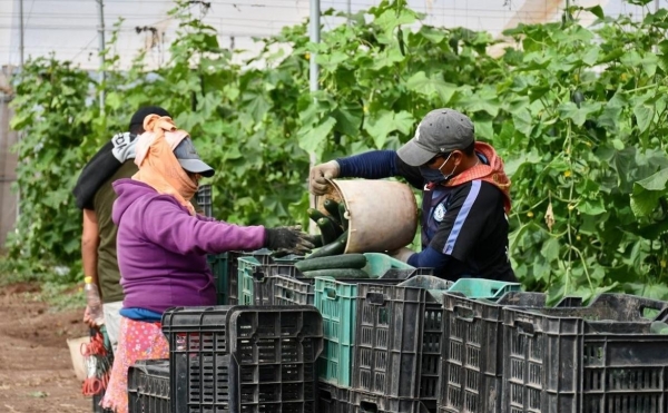 Dưa chuột Mexico rộng cửa xuất khẩu sang Mỹ nhờ biến động địa chính trị