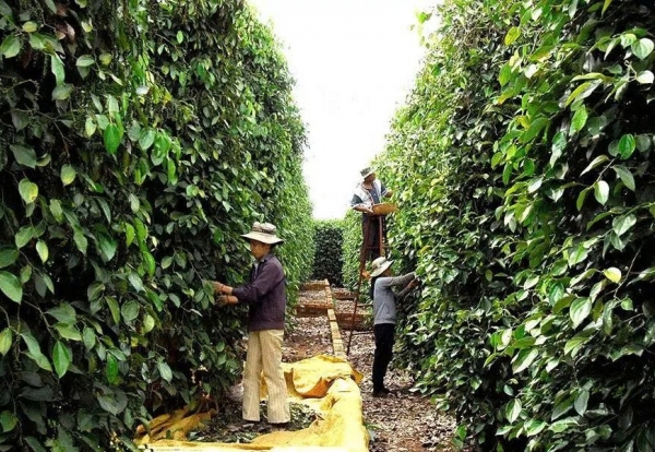 Xuất khẩu hồ tiêu sang EU và Mỹ: Cần thay đổi phương thức sản xuất, để vượt rào cản kỹ thuật
