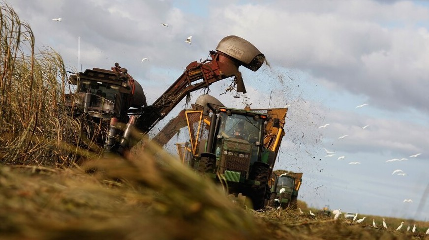 Ngành mía đường thế giới đối mặt nhiều thách thức dài hạn
