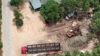 Quản lý các cơ sở thu mua, chế biến lâm sản tại xã Cồn Tiên (Quảng Trị): Gỡ vướng để phát triển bền vững