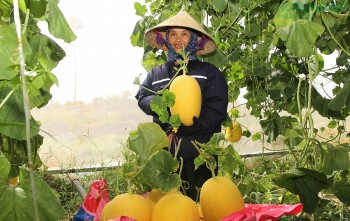 Nghệ An hoàn thành chuyển đổi 51 mã số vùng trồng, từng bước chuẩn hóa vùng nguyên liệu