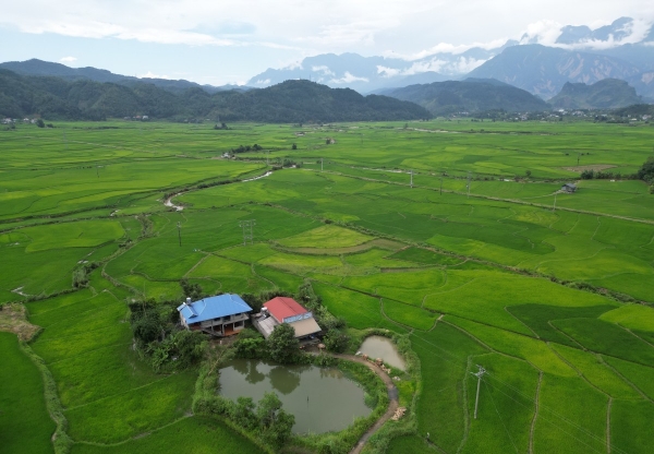 Mùa xanh trên cánh đồng Mường Than