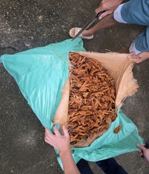 Quảng Ninh: Bắt giữ 2.600 kg chân gà không rõ nguồn gốc, xuất xứ