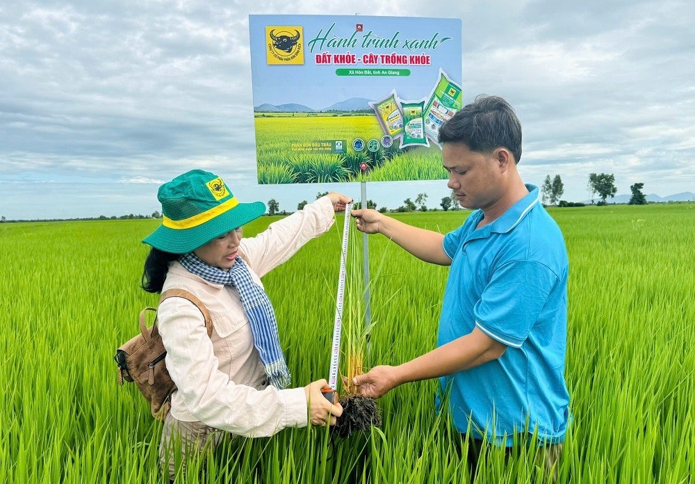Cải tạo đất đầu vụ, chủ động hạn chế ngộ độc phèn cho lúa