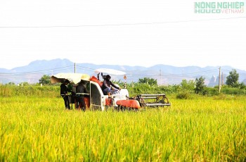 Nghệ An phấn đấu gieo trồng hơn 30.000 ha cây trồng vụ Đông năm 2026