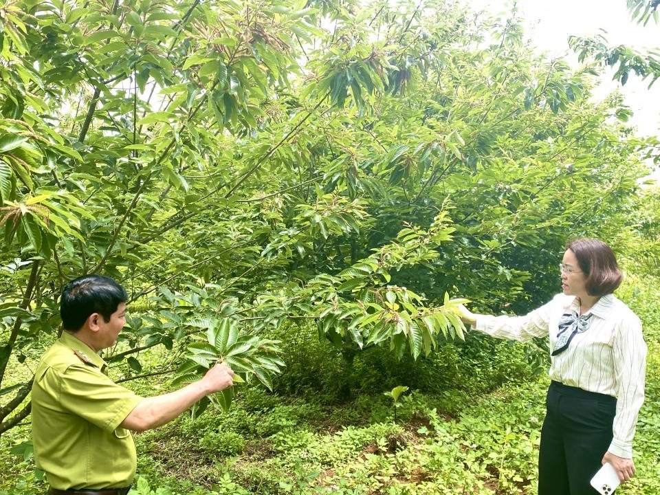 nang tam cay de hinh thanh chuoi gia tri ben vung