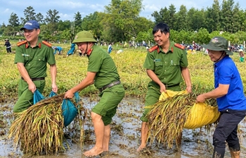 Mưa lớn quật ngã lúa, cả xã lội bùn "chạy đua" với thời tiết