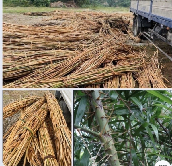 Khai thác loài cây Mây hồng phải đúng quy định pháp luật