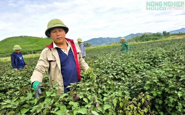 Tía tô bén rễ bạt ngàn bên sông Con, mở hướng làm giàu cho nông dân xứ Nghệ