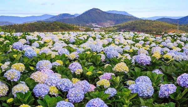 Hoa Đà Lạt - Từ sắc hoa cao nguyên đến cơ hội kết nối thị trường